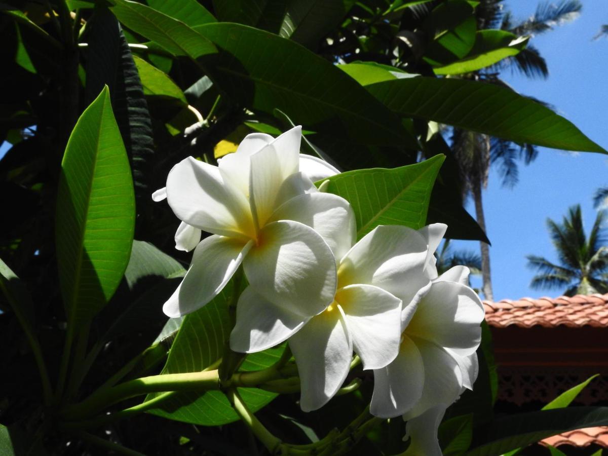 Laura Guest House-Adult Only- Hua Thanon (Koh Samui) Exterior foto